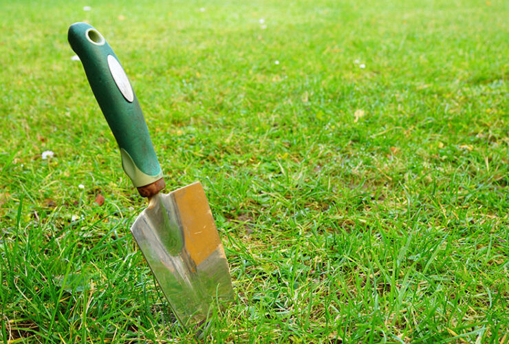 Jak zwalczyć pędraki w trawie?